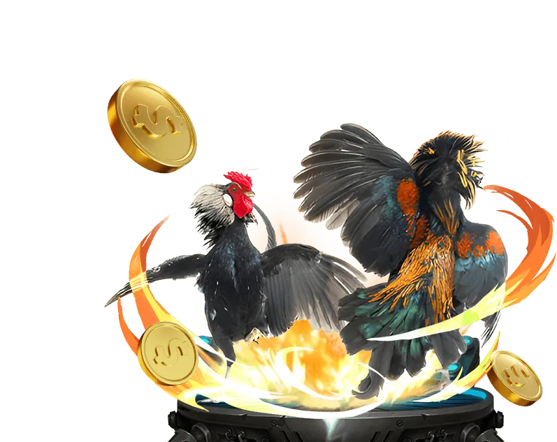 Khán giả hò reo cổ vũ trận đá gà trực tiếp